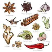 Free vector indian spices herbs set