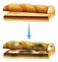 무료 벡터 곰팡이가 있는 먹을 수 없는 빵