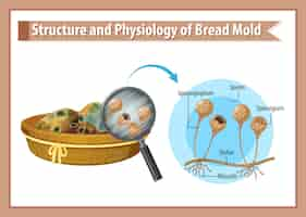 Free vector inedible bread with mould