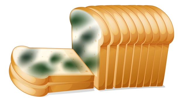 Free vector inedible bread with mould