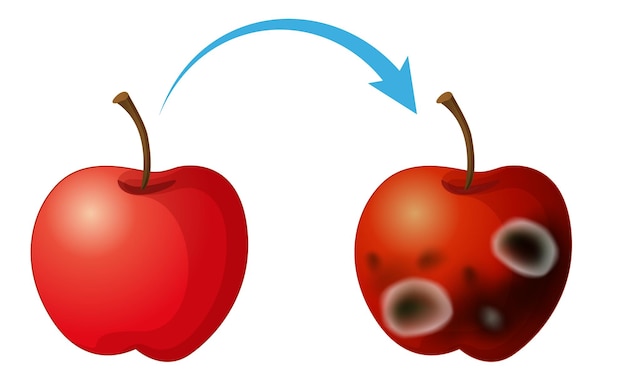 カビの生えた食用に分解されたリンゴ