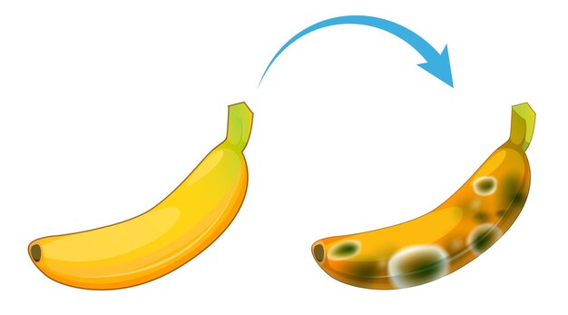 カビの生えた食用に分解されたバナナ