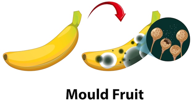 Free vector inedible decomposed banana with mould