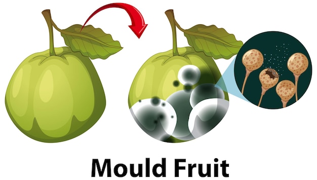 Free vector inedible decomposed guava with mould