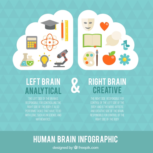 Free vector infographic of human brain with colorful items