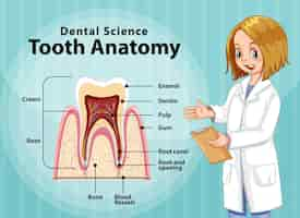 Vettore gratuito infografica dell'anatomia del dente umano nell'odontoiatria