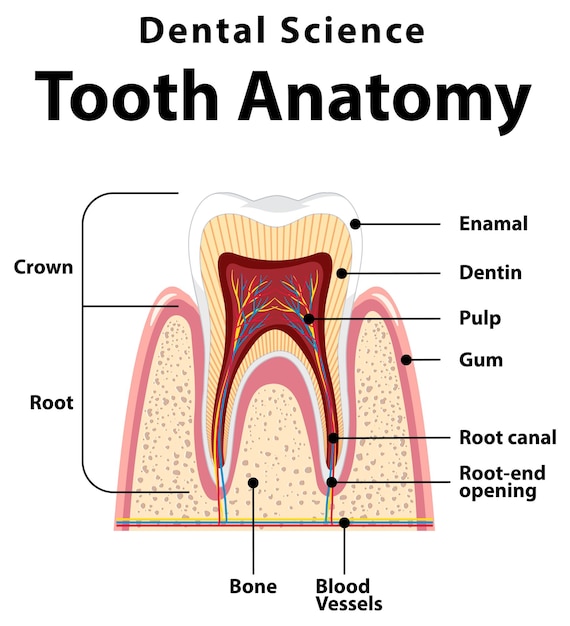 Vettore gratuito infografica dell'anatomia del dente umano nell'odontoiatria