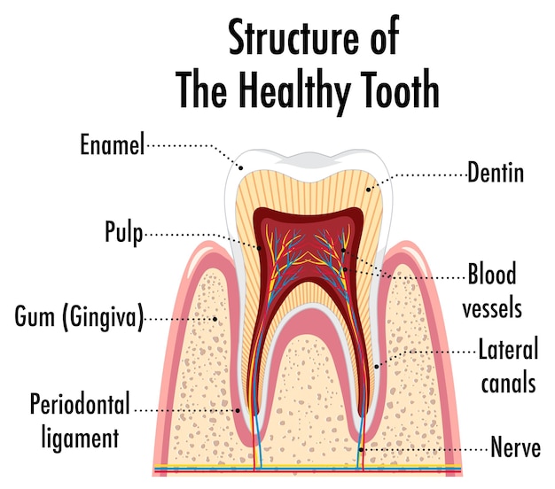 Infographic of human in structure of the healthy tooth