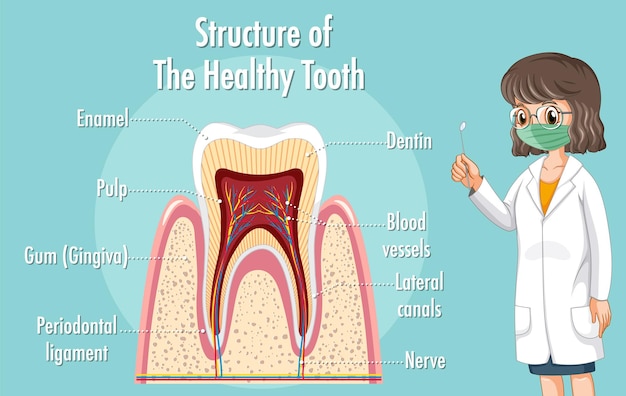 Free vector infographic of human in structure of the healthy tooth