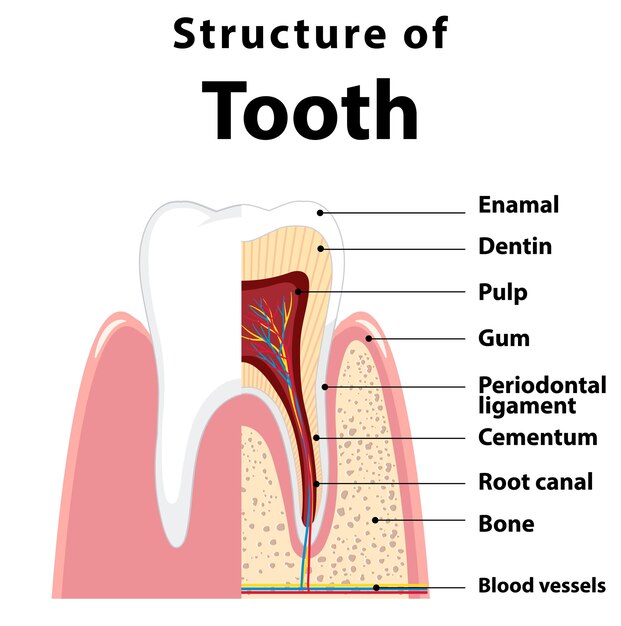 歯の構造における人間のインフォグラフィック