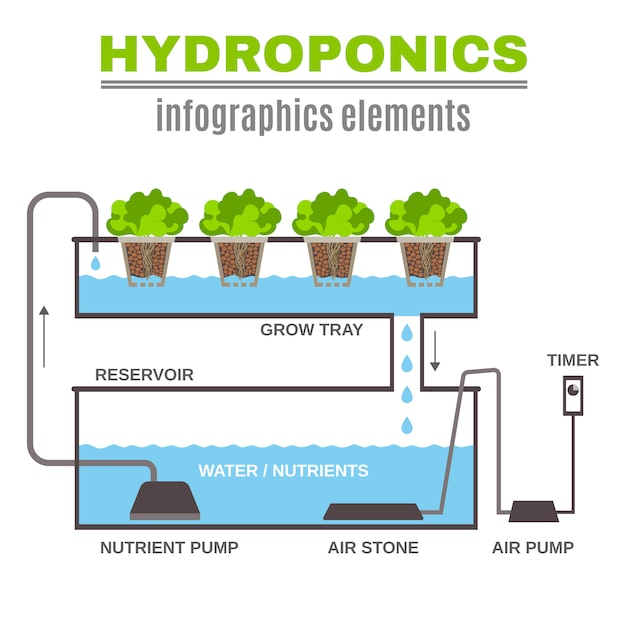 Free vector infographic hydroponic illustration