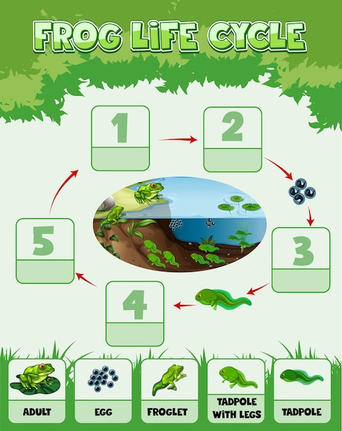Infografica che mostra il ciclo di vita della rana