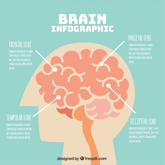 무료 Vector 네 가지 옵션으로 인간 두뇌의 infographic 템플릿