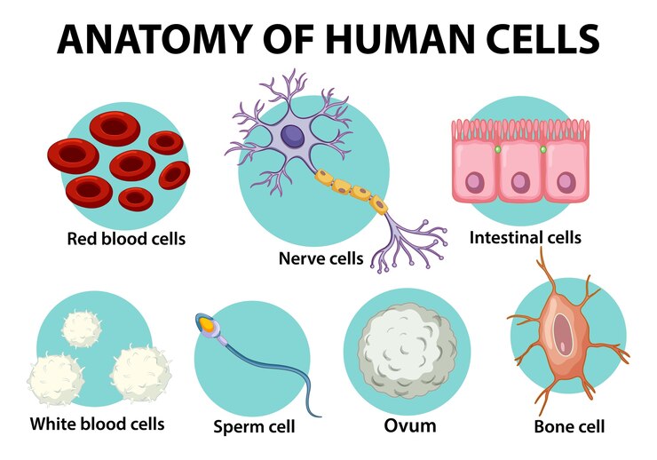 Free Vector information poster on human cells