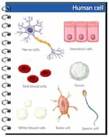 Vettore gratuito poster informativo sulle cellule umane