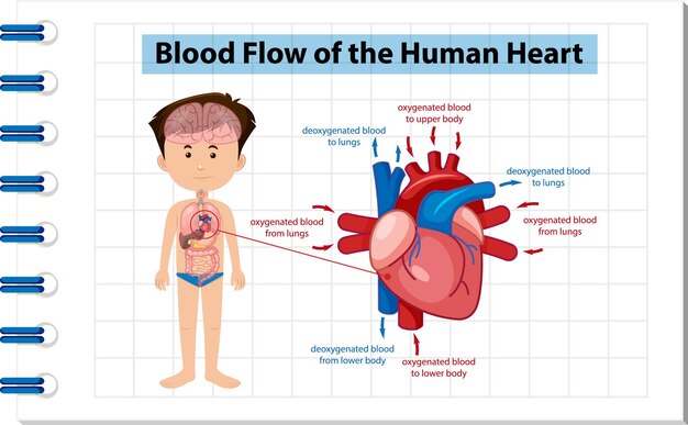 Blood Flow Of The Human Heart Free Vector On Freepik Blood Flow Of The Human Heart Free Vector On Freepik