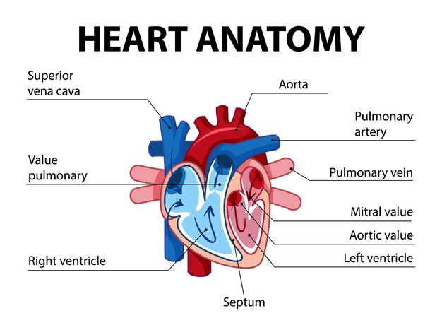 Blood Flow Of The Human Heart Free Vector On Freepik