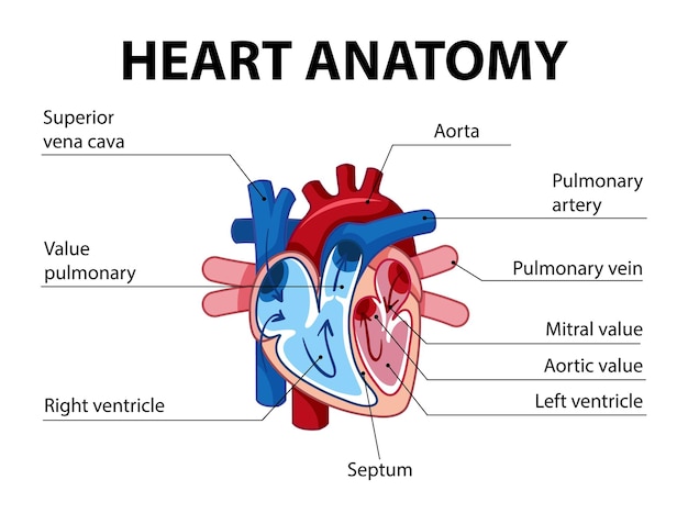 Blood Flow Of The Human Heart Free Vector On Freepik Blood Flow Of The Human Heart Free Vector On Freepik