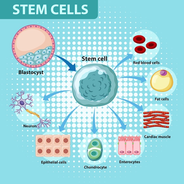 Vettore gratuito poster informativo sulle cellule staminali umane