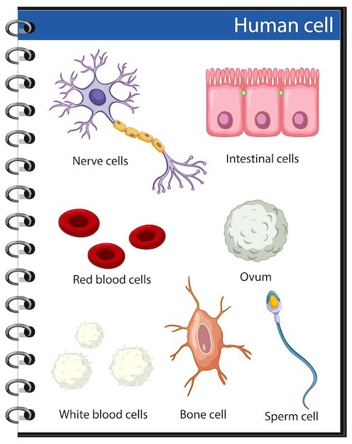Бесплатное векторное изображение Информационный плакат о клетках человека