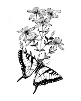 Ink hand drawn butterflies on herbal plant