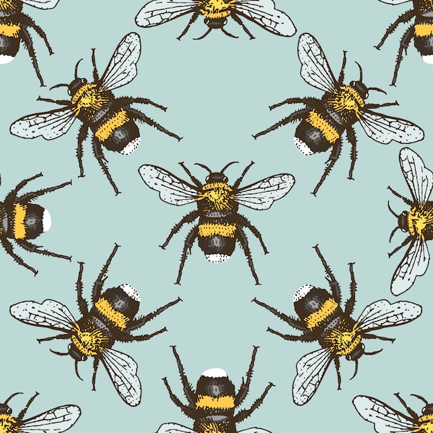 Insect beetle seamless pattern  background with engraved animal hand drawn style