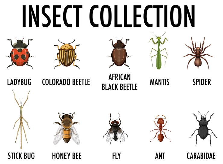 Free Vector insect collection isolated