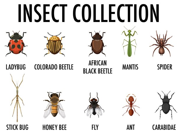 Коллекция насекомых изолирована