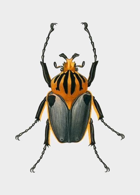 Insect 