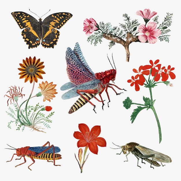 Бесплатное векторное изображение Насекомые и цветы векторная иллюстрация винтажной природы, ремикс произведений роберта джейкоба гордона
