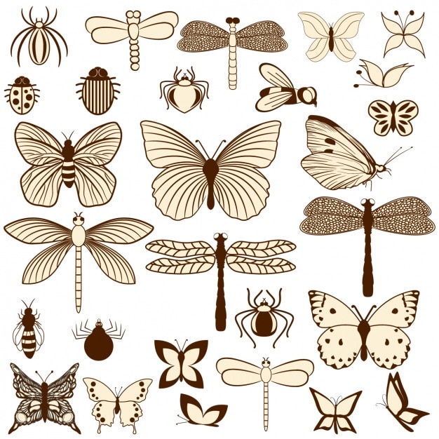 Insects collection