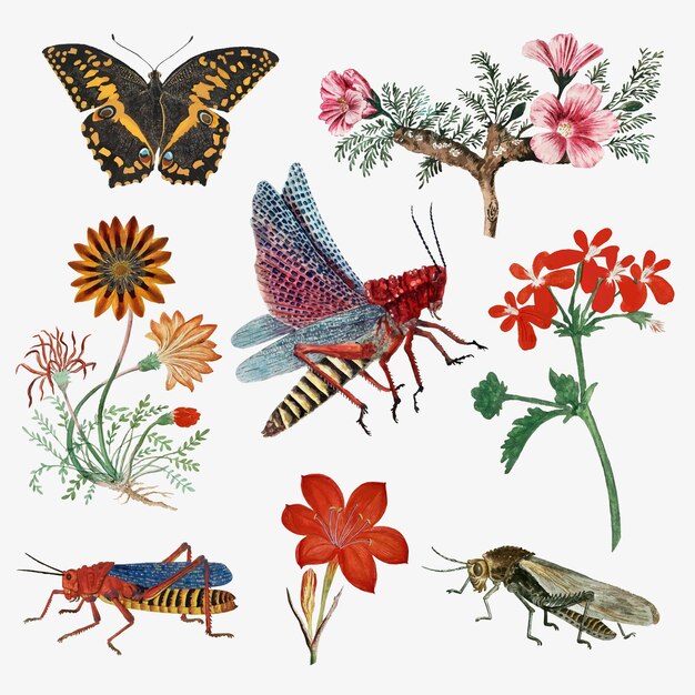 Insects and flowers vector vintage nature illustration, remixed from the artworks by Robert Jacob Gordon