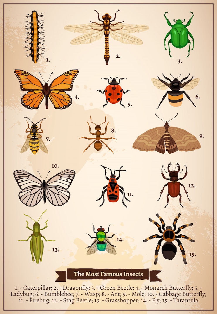 Free Vector insects vintage book page