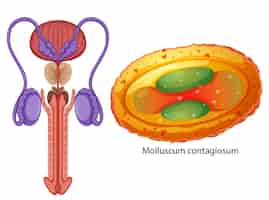 Free vector inside the male reproductive system