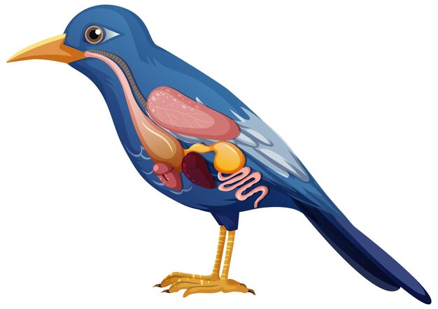 Internal anatomy of bird with organs