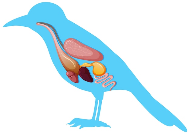 Внутренняя анатомия птицы с органами