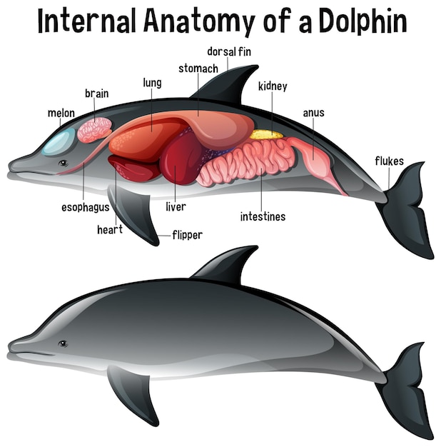 Free vector internal anatomy of a dolphin