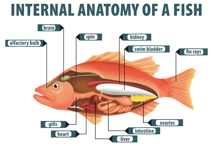Free Vector internal anatomy of a fish