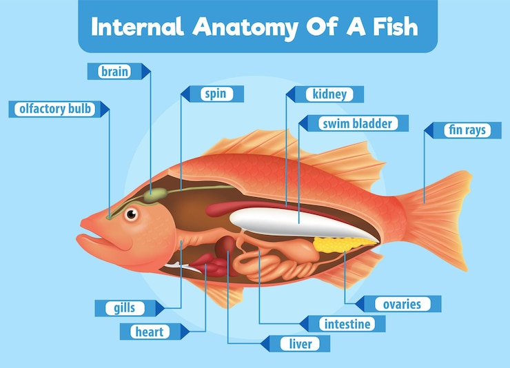 Free Vector internal anatomy of a fish