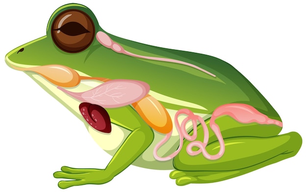Free vector internal anatomy of frog with organs