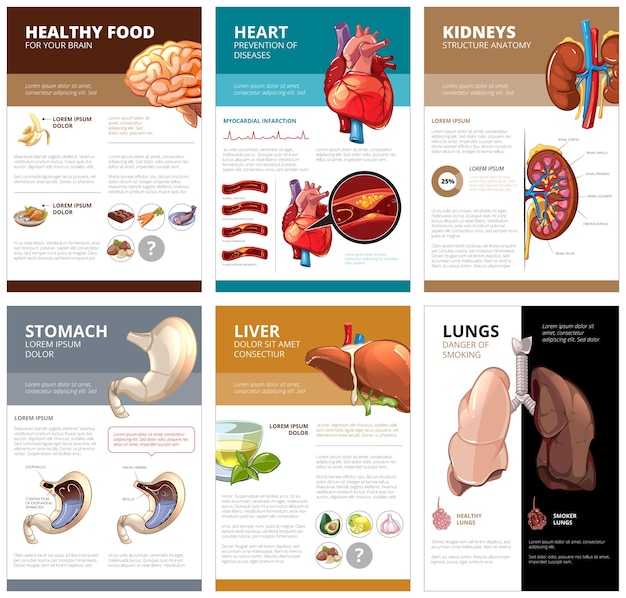 Internal human organs chart diagram infographic. brain and heart, liver and stomach, lung and kidney, health medical science. vector illustration brochure template