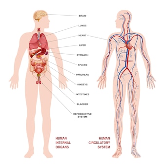Internal human organs circulatory system scheme concept