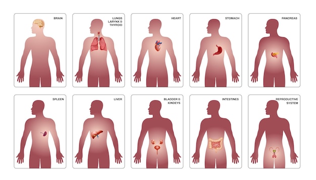 Vettore gratuito la composizione verticale degli organi umani interni è stata impostata con il pancreas del cervello dello stomaco del cuore e altri organi nell'illustrazione vettoriale del corpo umano