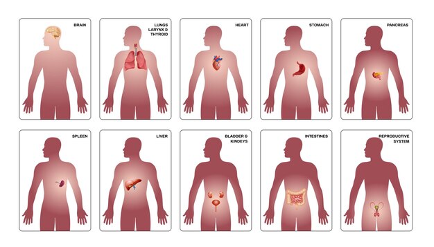 인체 벡터 삽화에서 심장 위 뇌 췌장 및 기타 기관으로 설정된 내부 인간 장기 수직 구성
