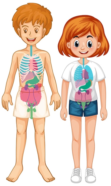 Free vector internal organ of body diagram