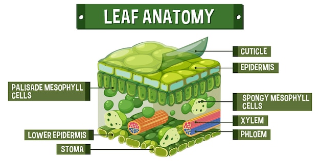 Free vector internal structure of leaf diagram