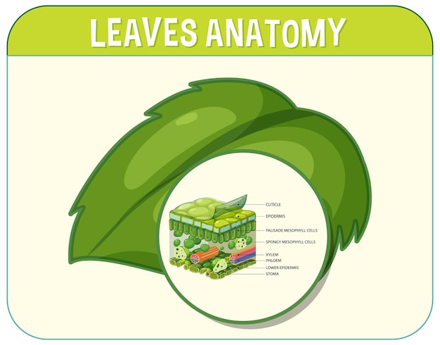 Free vector internal structure of leaf diagram