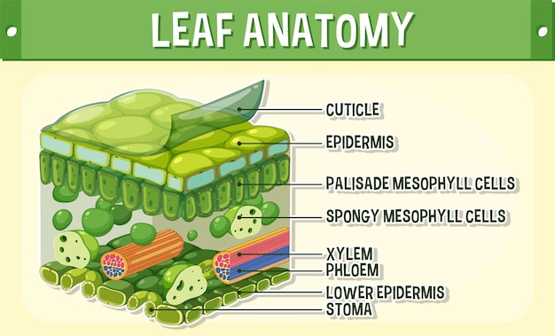 Free vector internal structure of leaf diagram