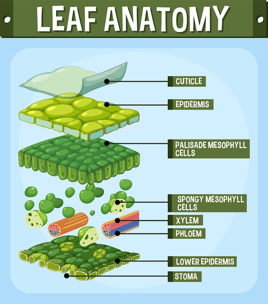 Free vector internal structure of leaf diagram