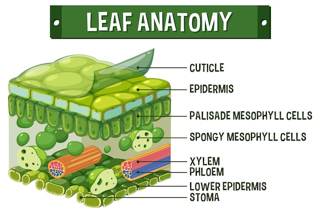 Free vector internal structure of leaf diagram